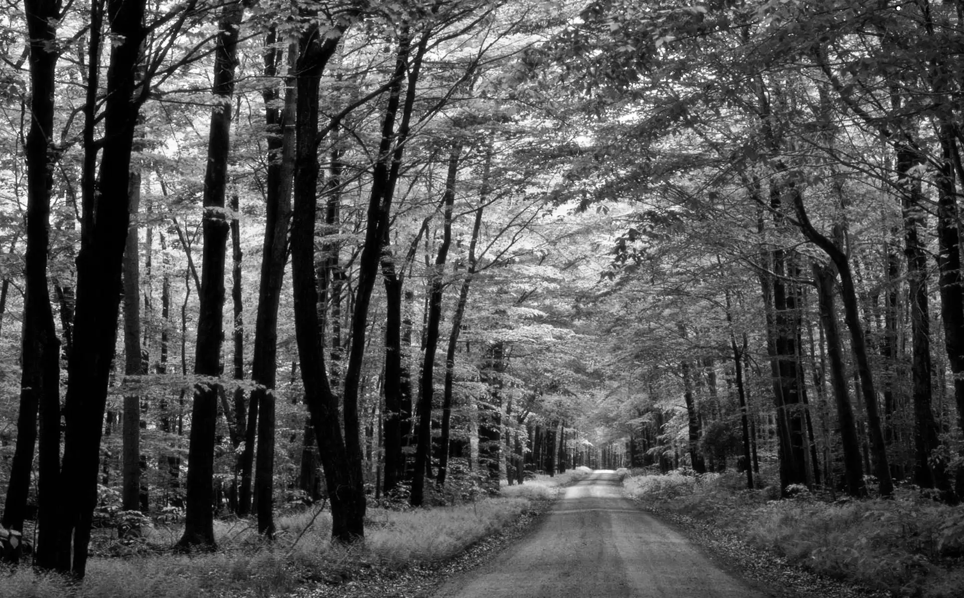 Way, Green, forest