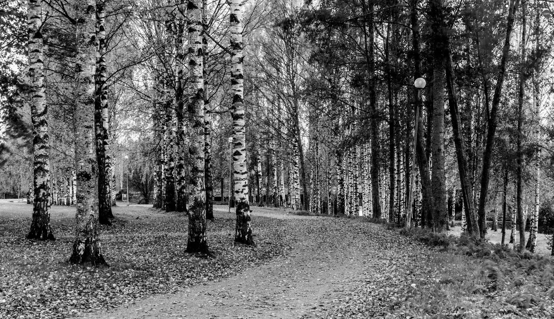 birch, Way, trees, viewes, Park