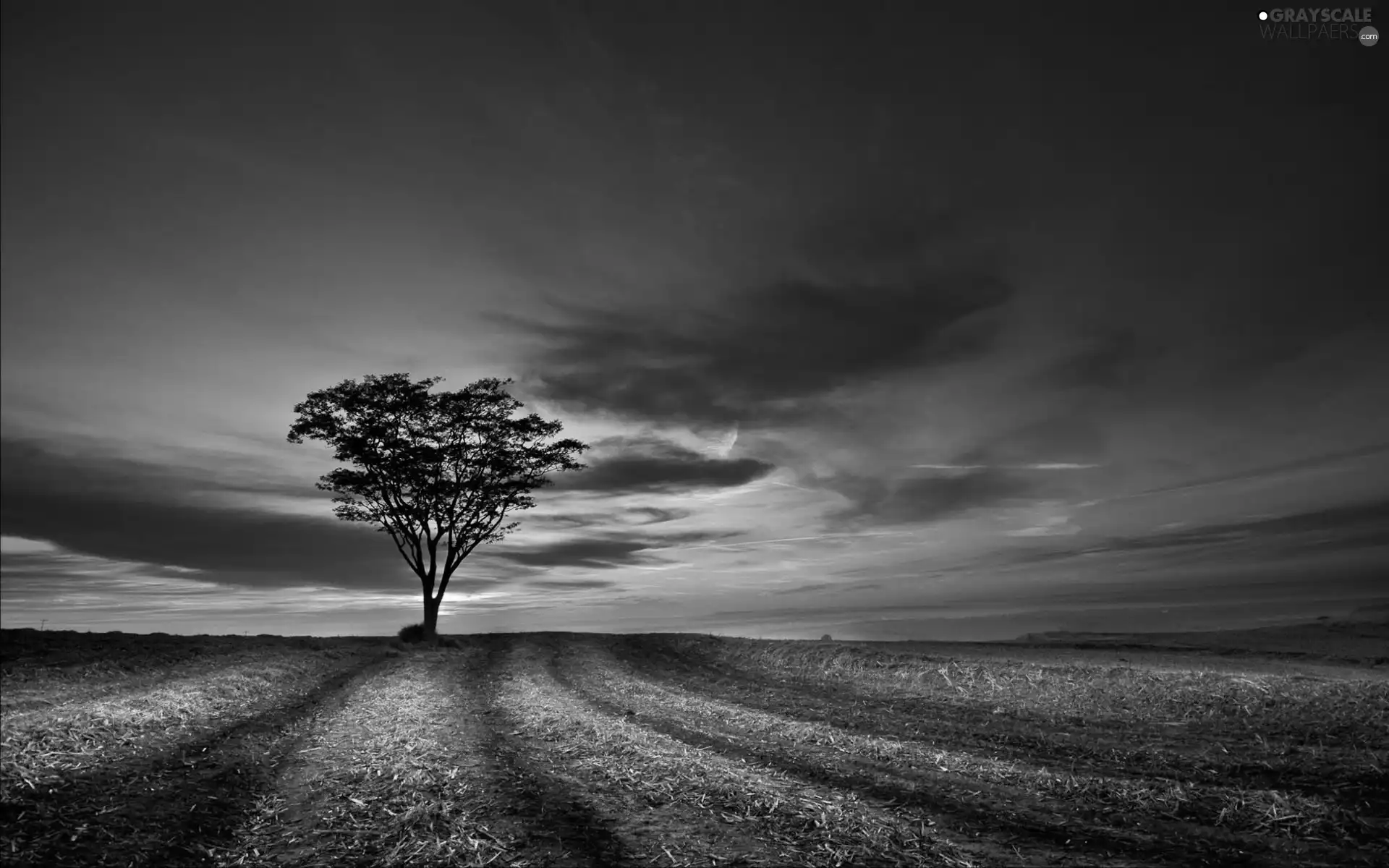 west, sun, field, clouds, trees