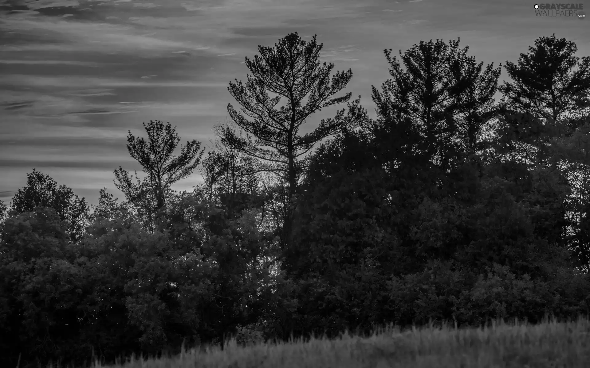 west, sun, viewes, Meadow, trees