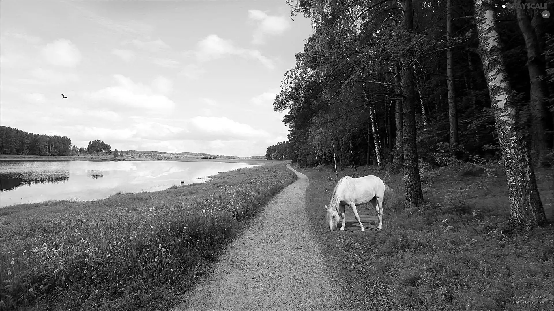 White, Horse, forest, Path, River