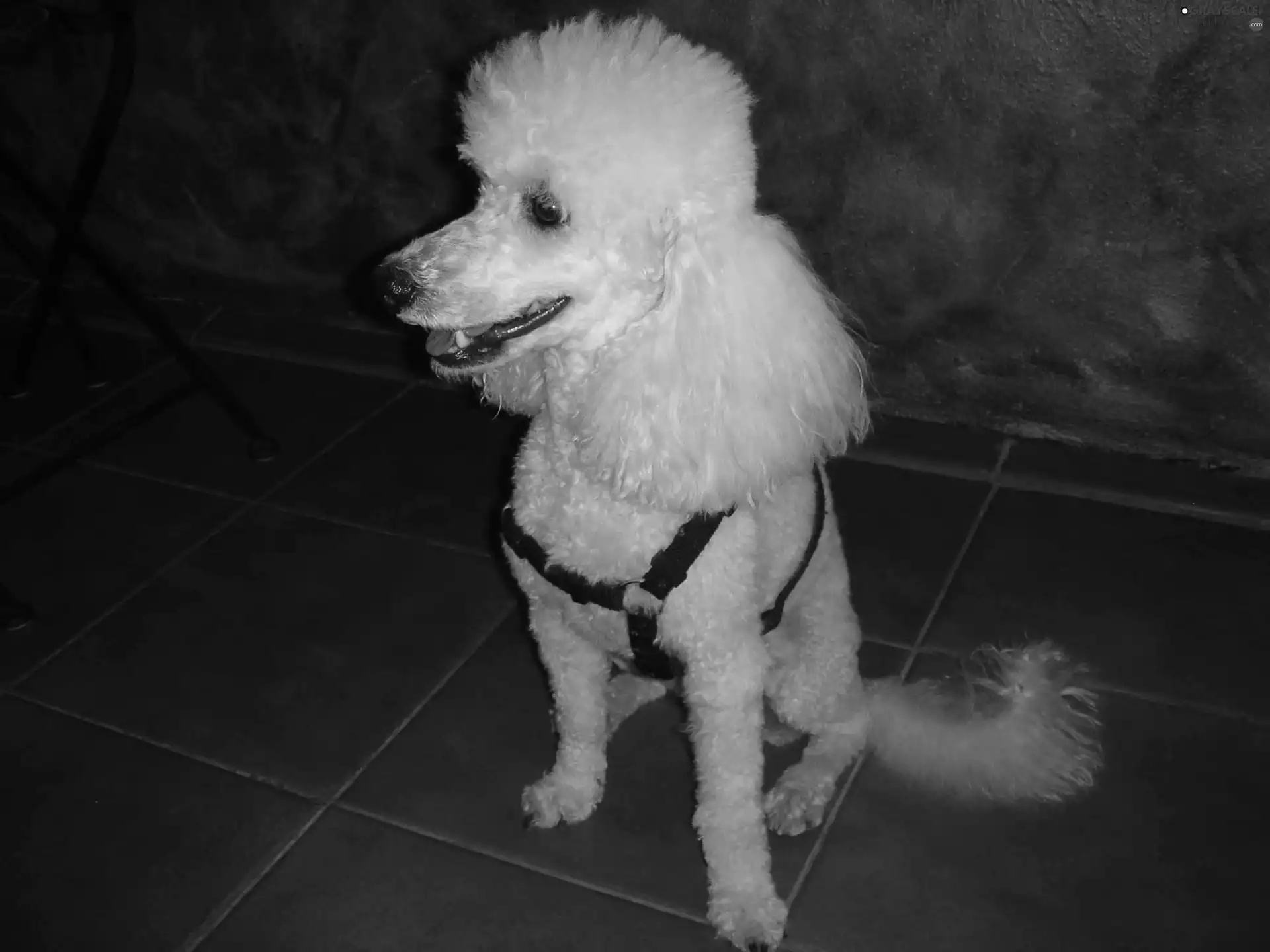 coat, Poodle average, White