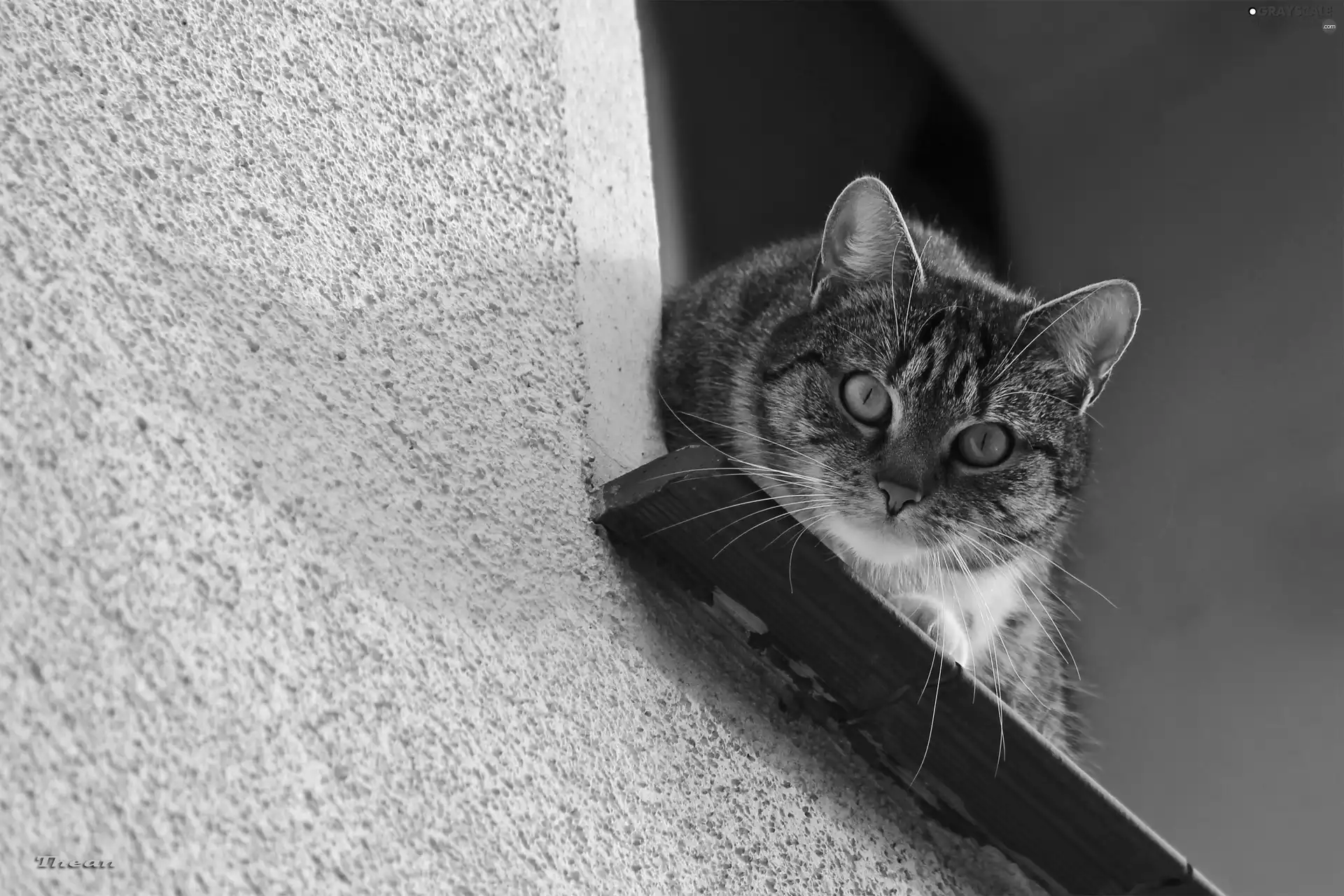 windowsill, cat, an