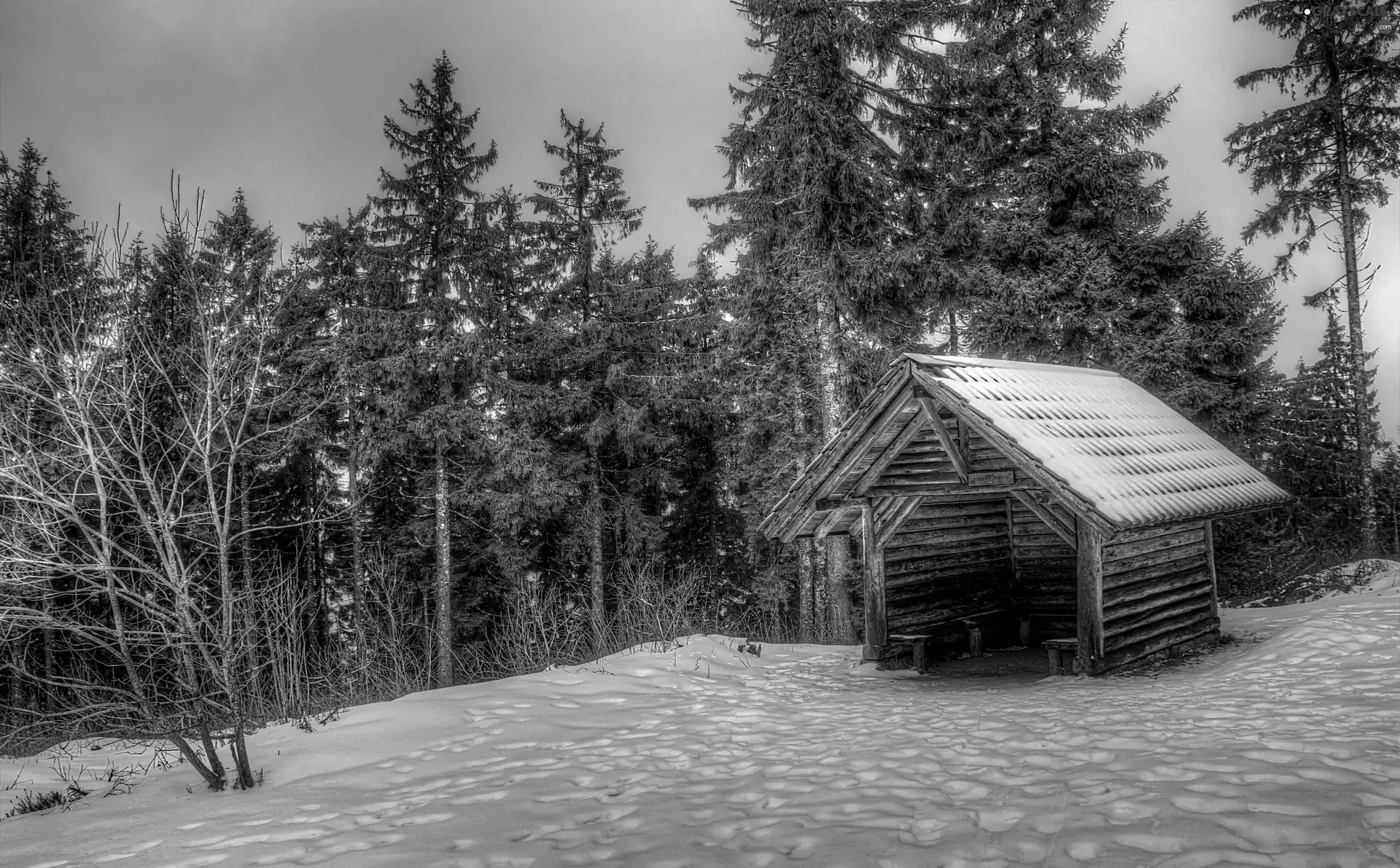 forest, snow, winter, Home