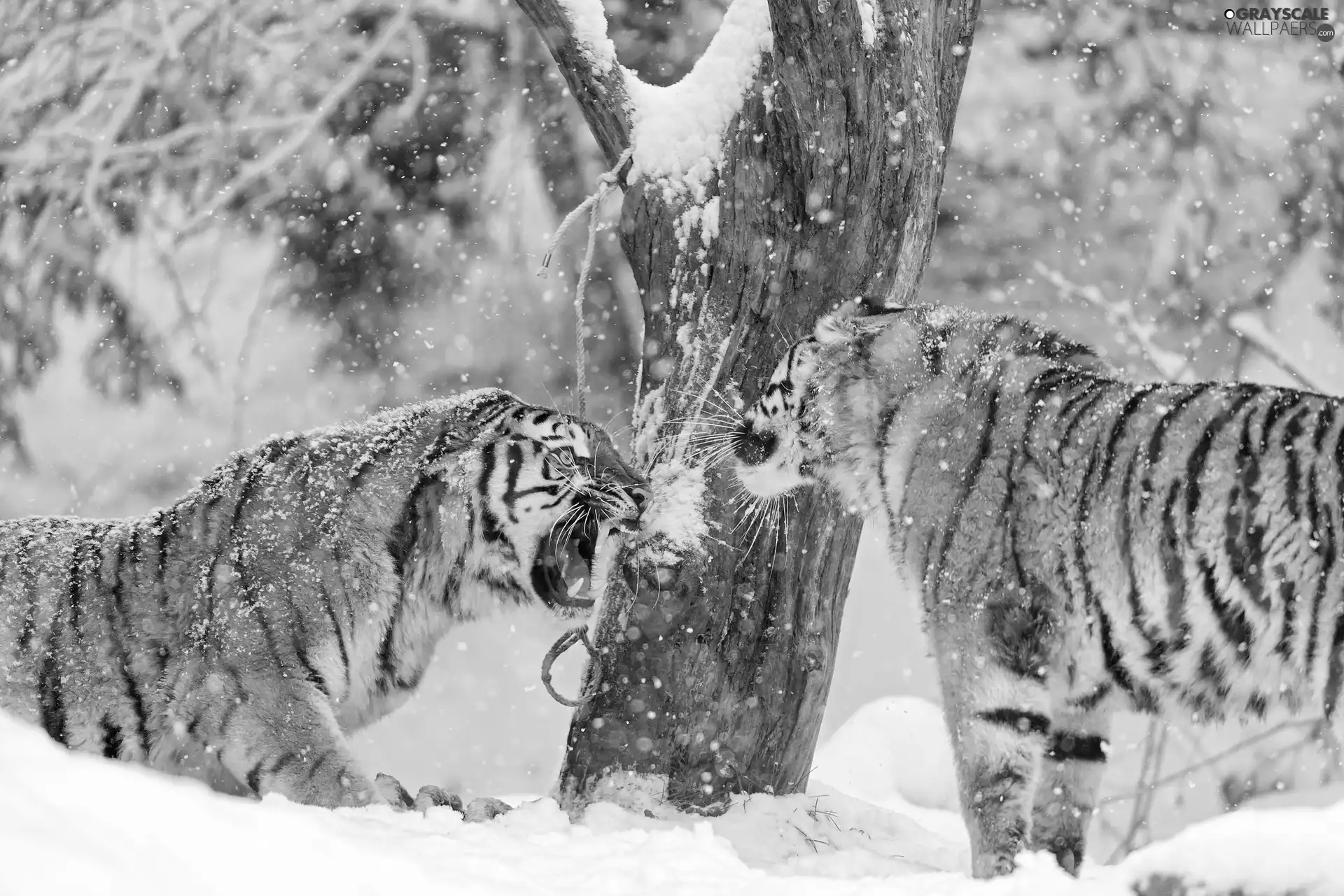 winter, tigress, forest