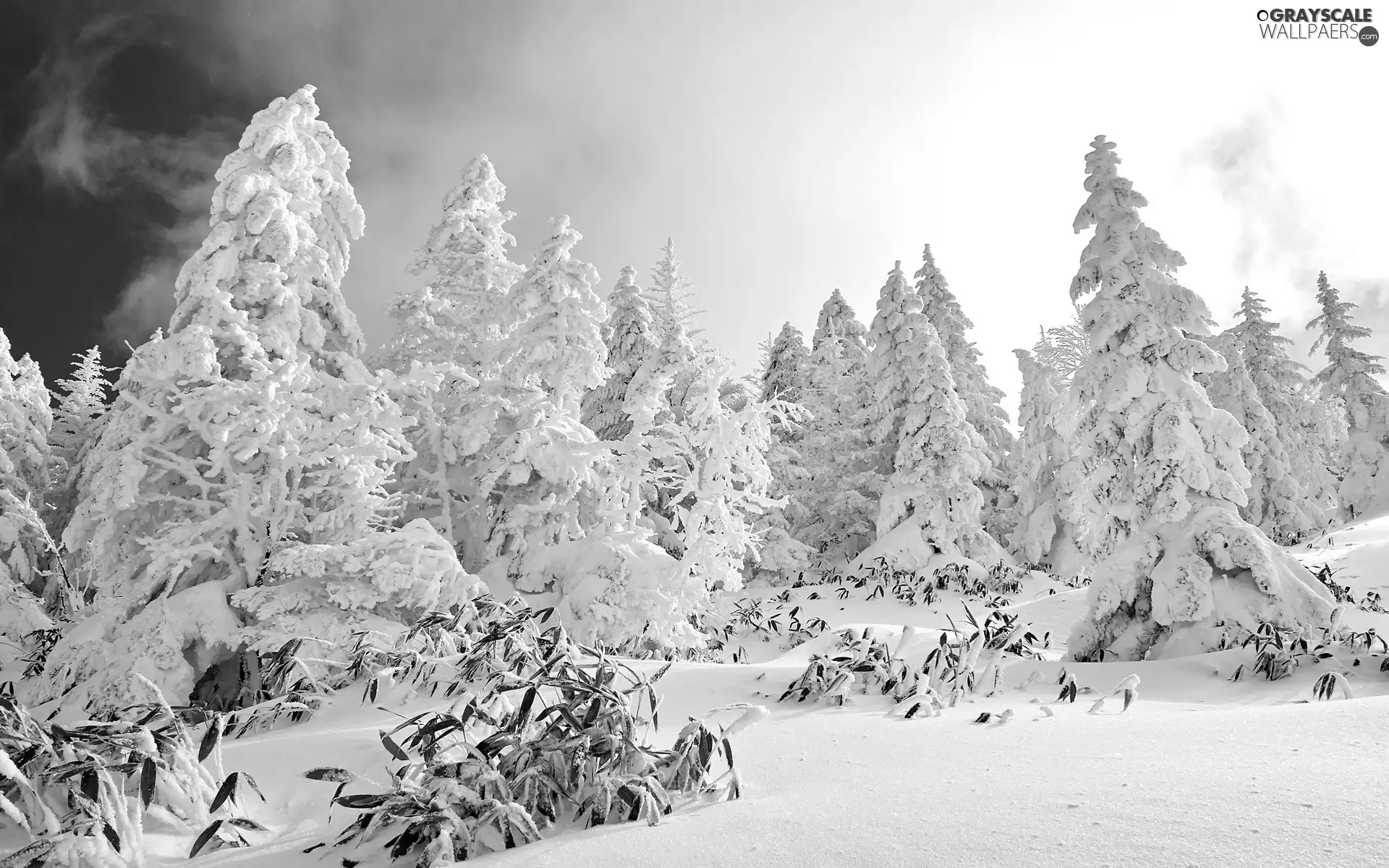 forest, viewes, winter, trees