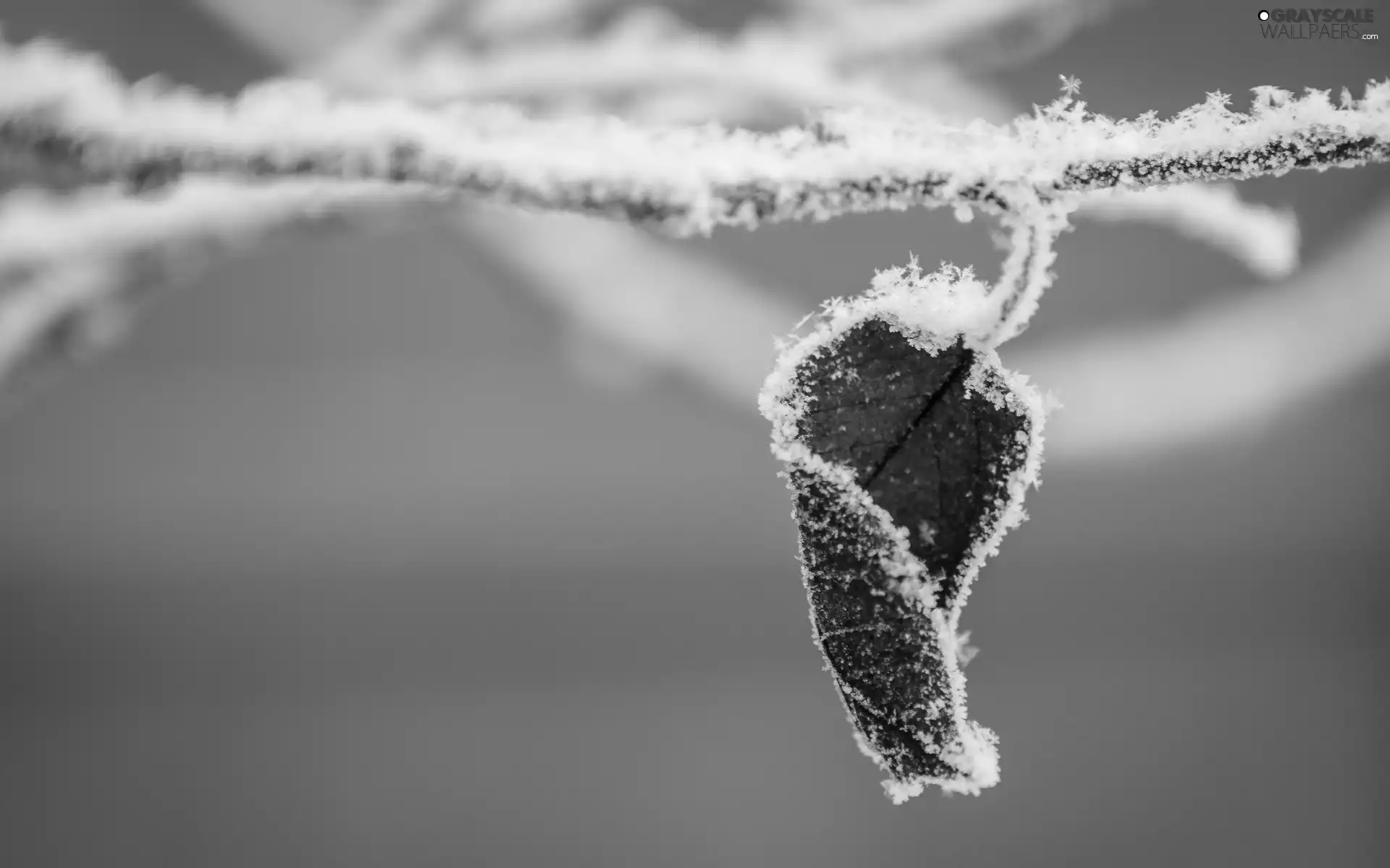 twig, frosted, leaf