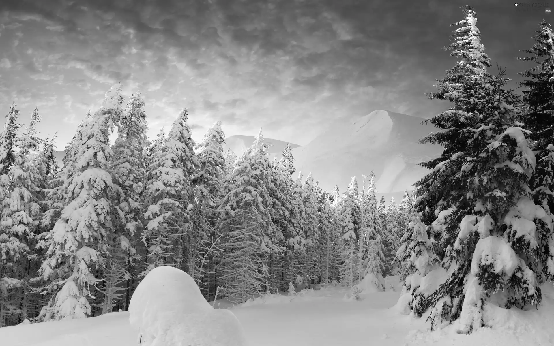 Mountains, snow, winter, forest