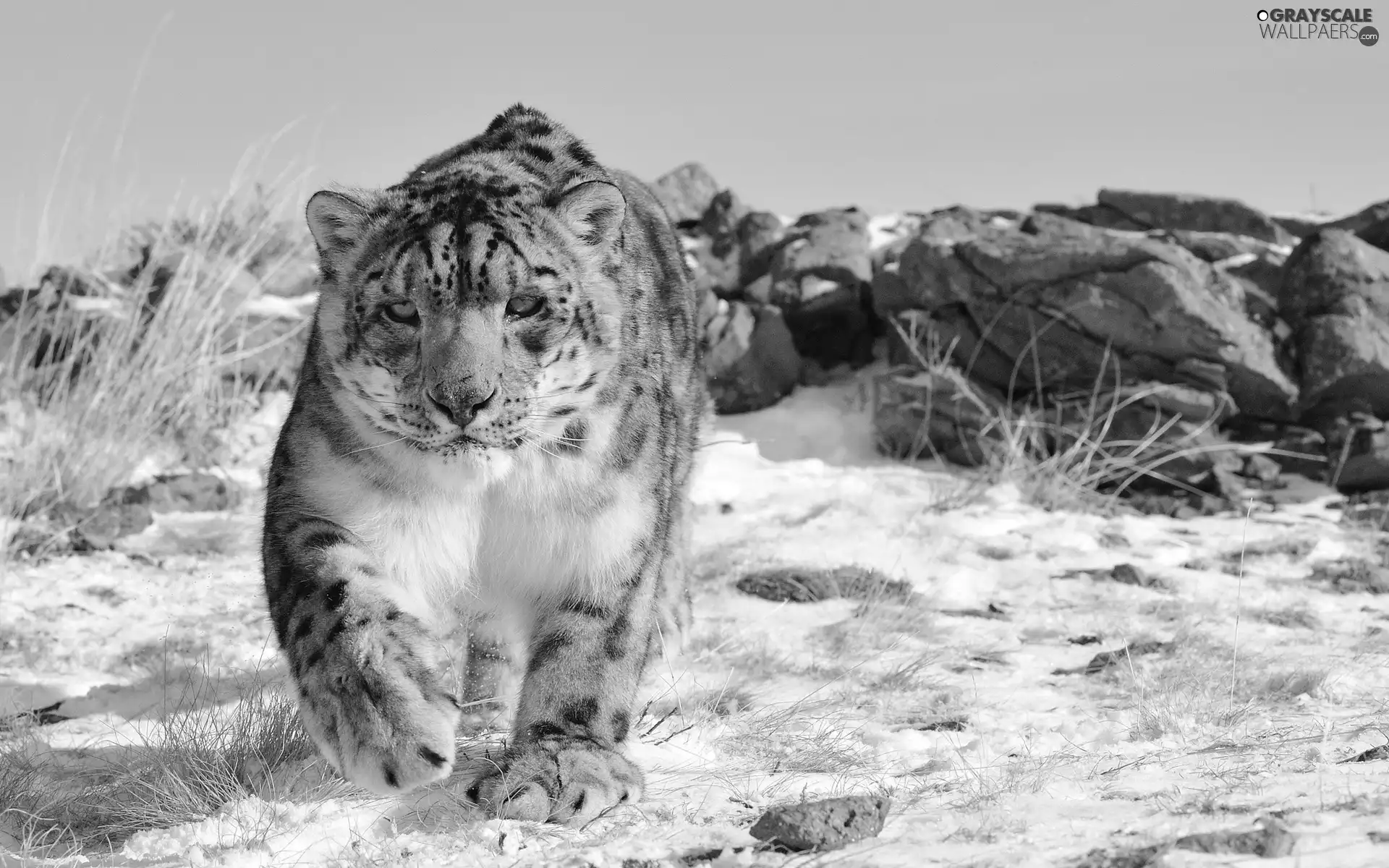 Grayscale winter, snow leopard, snow, rocks, Panther - 1920x1200