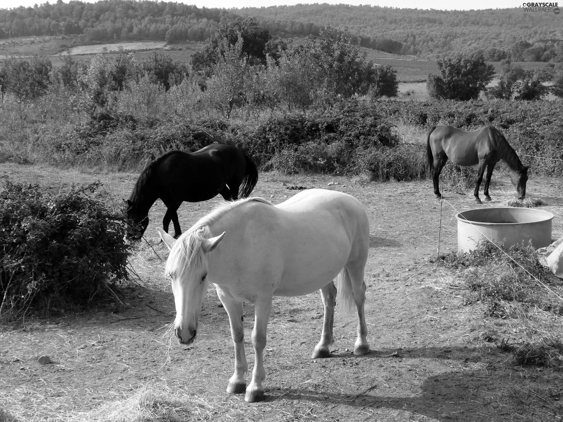 woods, Three, bloodstock