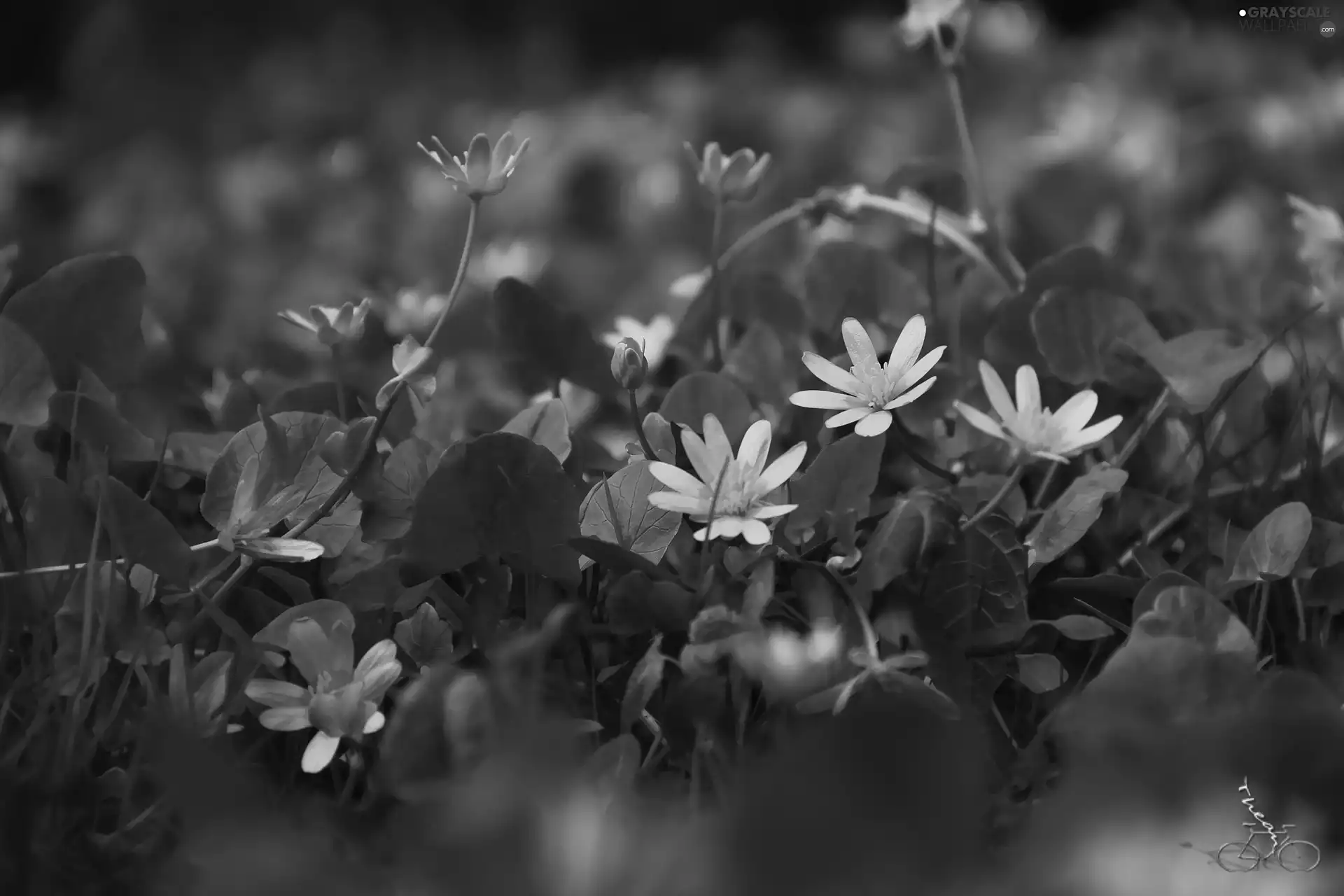 Flowers, fig buttercup, Yellow