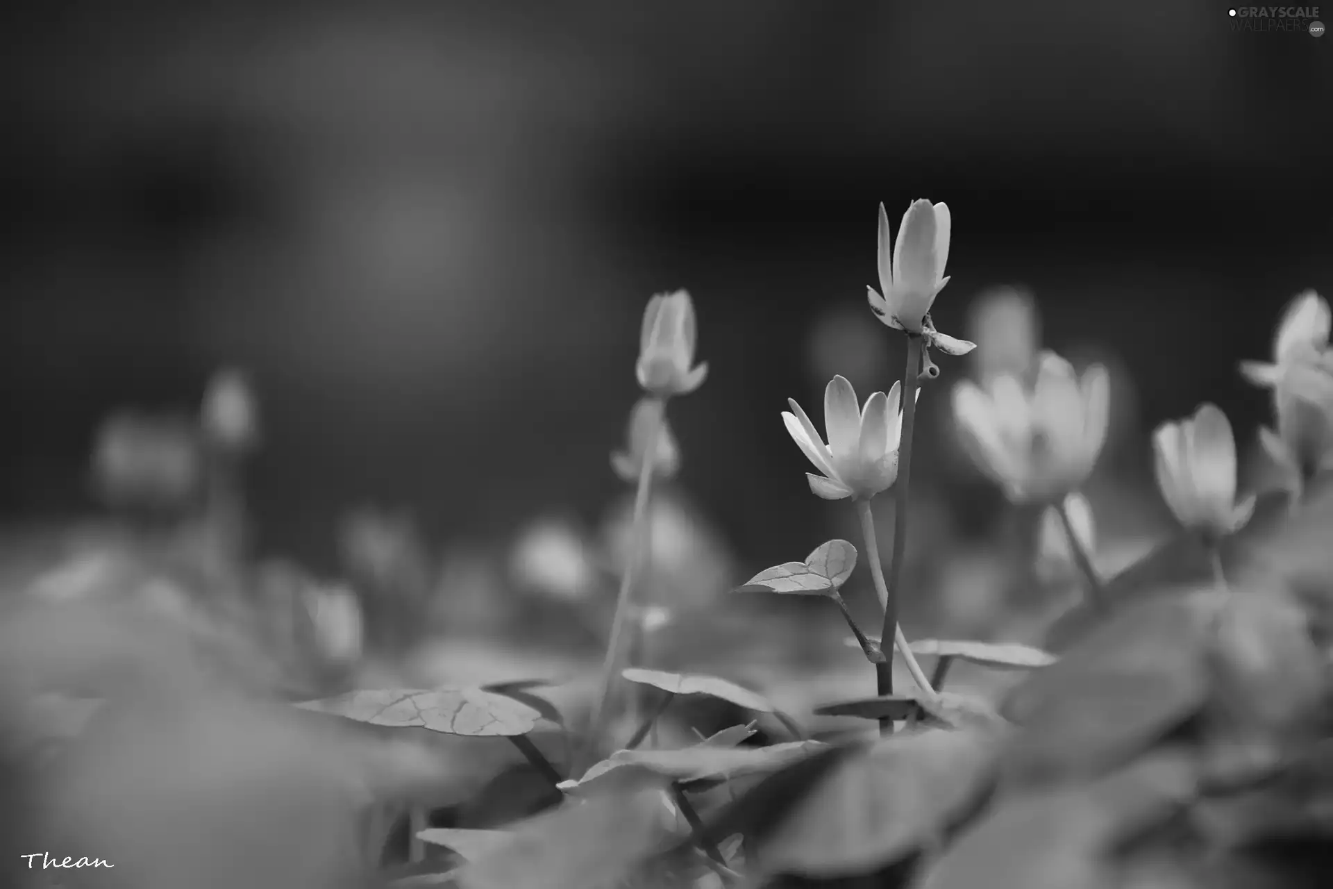 Flowers, fig buttercup, Yellow