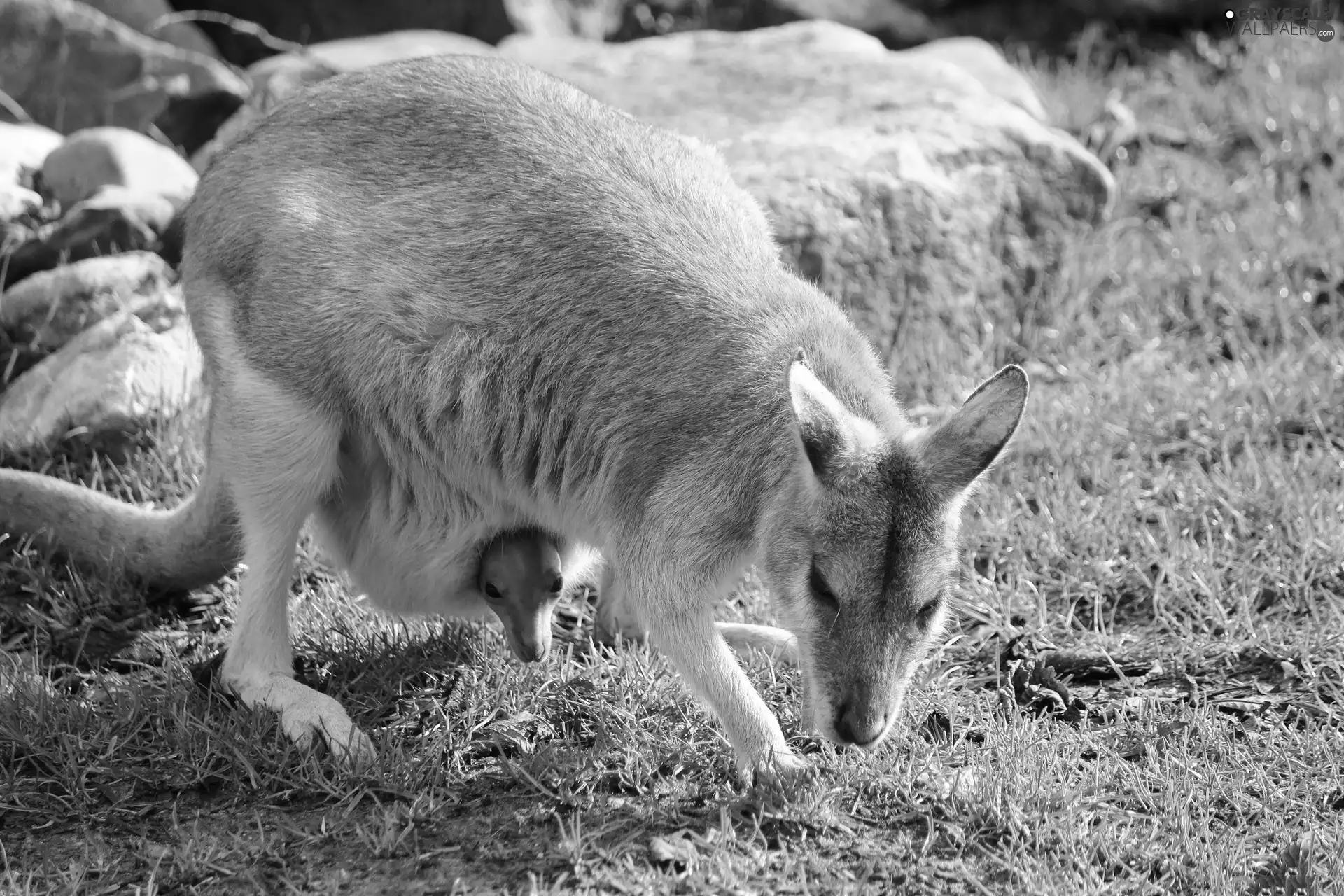 young, kangaroo, bag